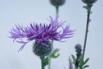 Greater Knapweed