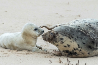 Grey seal