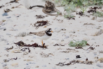 Ringed plover