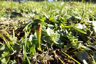 Least adder's-tongue fern