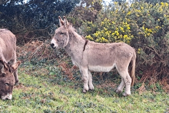 Donkeys Bobby and Sandy