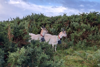 Fergus and Gorse Goats Kids