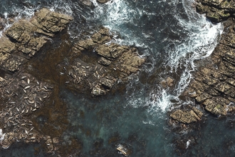 Grey seal colony