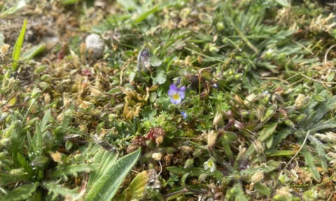 Dwarf pansy (c) Lucy McRobert