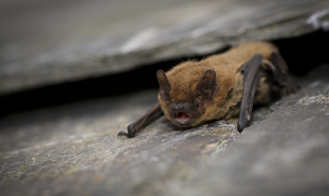 Common Pipistrelle Bat 