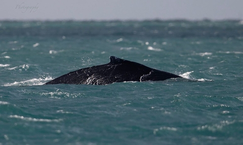 Humpback Whale