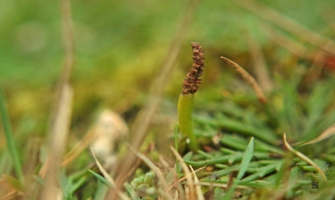 Least adder's-tongue fern