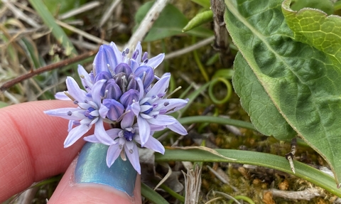 Spring squill