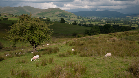 Upland acid grassland and rush pasture