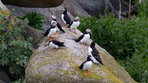 Puffins on Mincarlo