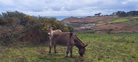 Donkeys Bobby and Sandy with Scenary