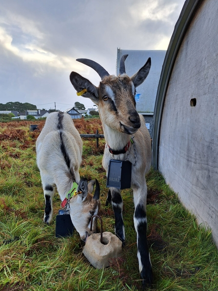 Fergus and Gorse Goats Kids