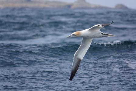 Justin Hart, Alderney Wildlife Trust Gannet over waves