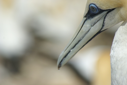 Vicky Nall Gannet Close-up