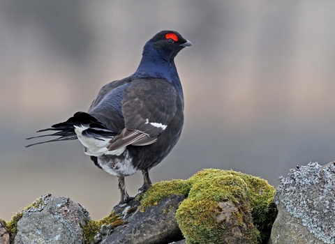 Male black grouse