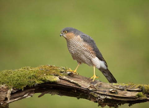 Sparrowhawk