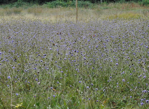 Devil's-bit Scabious