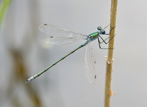 Emerald Damselfly