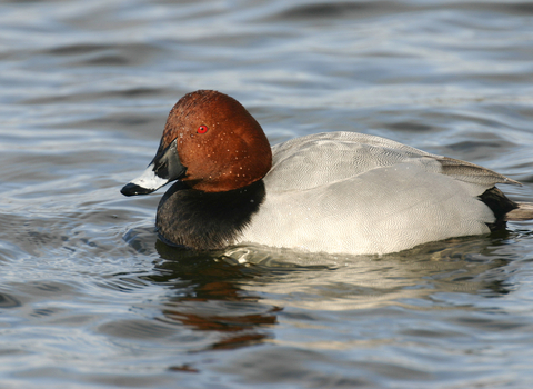 Pochard