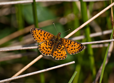 Small Pearl-bordered Fritillary butterfly