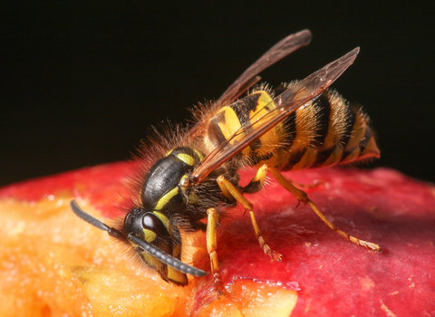 Common Wasp