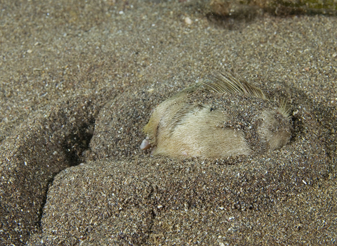 Sea potato