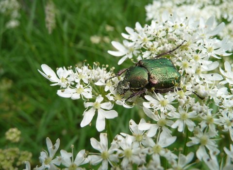 Noble chafer beetle