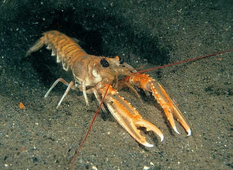 Scampi