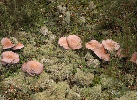 Wood blewit