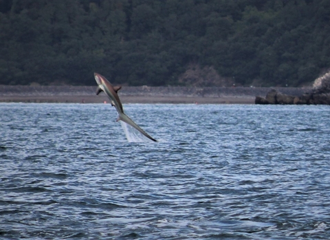 Thresher shark leaping from the water