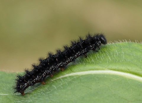 Marsh fritillary caterpillar