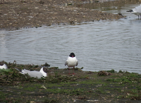 A single Mediterranean gull stands on a muddy lake shore, surrounded by black-headed gulls.